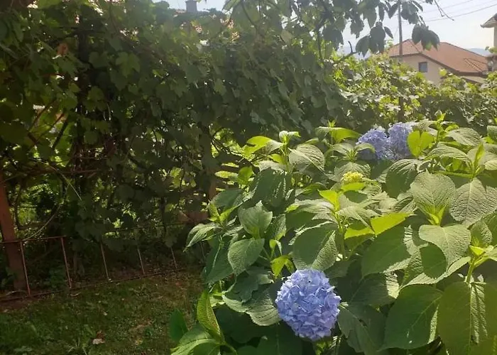 Niki I Lazo Apartament